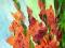 mieczyki gladiole  olej 40 X 50 M.J.Setkowicz