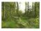Pocztówka - Krajobraz leśny / Las po huraganie
