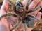 Grammostola Rosea samice Madagaskar ZOO Łódź