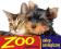 ROYAL CANIN MAINE COON 31 10KG + GRATIS !!!