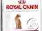 Royal Exigent33 Aromatic attraction 10kg rottka.pl