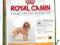 ROYAL Poodle30 ADULT 1.5kg POMÓŻ  rottka.pl