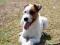 Suczka rasy Parson russell terrier