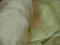 ORGANZA Organtyna w drobny deszczyk złote ekri 280