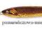 PILKER CORMORAN SEACOR Fish Head 200g 56-92202