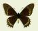 Motyl w gablotce Battaus madyes