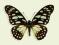Motyl w gablotce Graphium leonidas