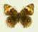 Motyl w gablotce Junonia orithya