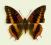 Motyl w gablotce Charaxes cynthia