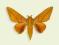Motyl w gablotce Adeloneivaia jason
