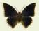 Motyl w gablotce Charaxes bipunctatus