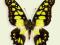 Motyl w gablotce Graphium tyndareus