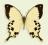 Motyl w gablotce Papilio dardanus meriones