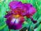 IRYS - IRIS GERMANICA ATTENTION PLEASE 1 SZT