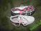 buty sportowe rozm 36
