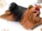 Yorkshire terrier 43cm. RUSS