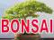 BONSAI __ MEGA ZESTAW __ TANIO _ KLIKNIJ TU BONZAJ