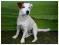 REPRODUKTOR, CHAMPION POLSKI Jack Russell Terrier