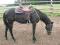 AQH AMERICAN QUARTER HORSE REINING WESTERN WEST