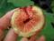 Figa owocująca - owoce z własnego drzewka