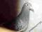 gołąb super gołębie rozpłodowe DRAPA 100% SAMICA