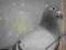 gołąb super gołębie rozpłodowe SAMICA DV Z KARTA