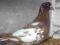 gołąb super gołębie rozpłodowe mulemans 2011 z ka