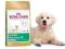 Royal Canin Golden Retriever 29 Junior 12kg