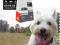 ACANA ADULT SMALL BREED 7,5KG +2,5 KG + 20 GRATISÓ