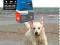 ACANA ADULT DOG 13,5KG +2,5 KG + 20 GRATISÓW