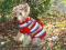 Sweterek dla psa wielokolorowy r.5