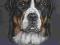 Duży szwajcarski pies pasterski, DSPP - portret