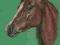 Koń - portret