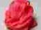 Sprytna Plastelina Róż Fluorestencyjny