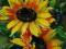 K.Suder -- kwiaty - SŁONECZNIKI