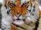 Tygrys Syberyjski (śnieg) - plakat 61x91,5 cm