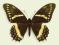 Motyl w gablotce Papilio maenatius colebs