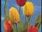 Tulipany - trójwymiarowa