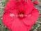 Hibiscus Fireball gigantyczny kwiat Promocja