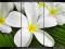 Obraz na płótnie120x80 tryptyk kwiat VecArt
