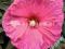 Hibiscus Jazzberry Jam ogromny kwiat promocja