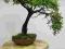 drzewko bonsai sztuczne,ozdoba okna, 50 cm