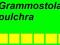 Grammostola pulchra 3,5DC GWARANCJA! BCM