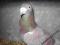 gołąb super gołębie rozplodowe samiec Wójtowicz 02