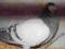 gołąb super gołębie rozplodowe samiec Radwan 2000r