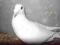 gołąb super gołębie rozplodowe samica GB 2008