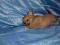 Chihuahua z Hodowli Euro-Emi FCI