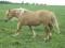 Haflinger