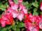 RHODODENDRON 'MORGENROT' 30-40CM C4 JASNORÓŻOWY