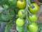 GREEN CHERRY zielony pomidor winogronowy